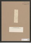 Navicula sp. (de-Toni-Nr.: Genus 1) Zeichnungen Sammlung Grunow Nr. 1517 (NHMW-BOT-W0368042)